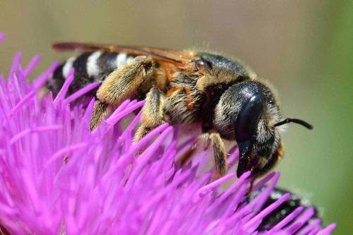 Halictus quadricinctus