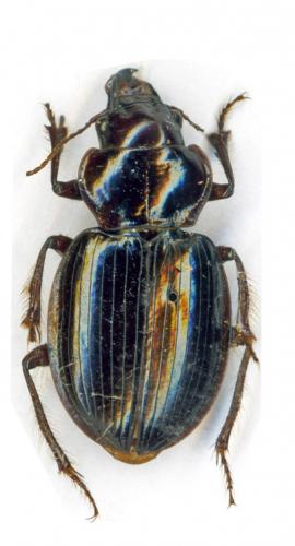 Heteracantha depressa