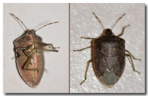 Nezara viridula