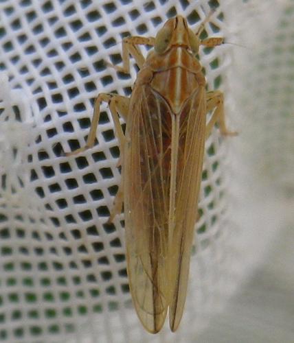 Réf. 152 956 : Stenocranus sp.