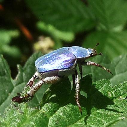 Réf. 152 919 : Hoplia coerulea