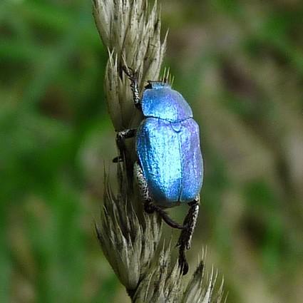 Réf. 152 920 : Hoplia coerulea