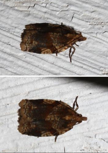 Clepsis spectrana