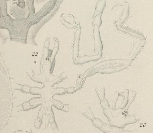 Anoplodactylus pygmaeus