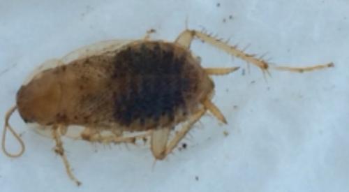 Réf. 152 806 : Planuncus vinzi