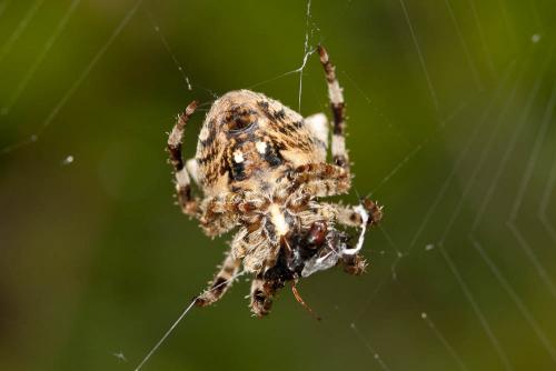 Araneus angulatus