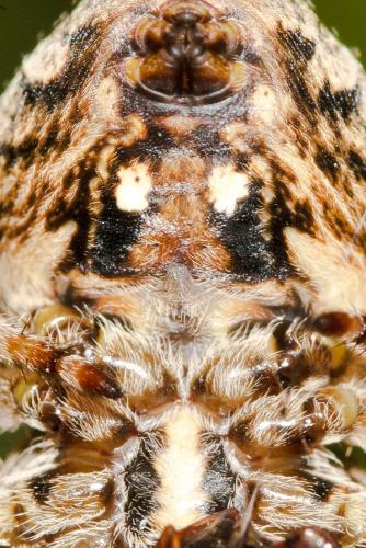 Araneus angulatus