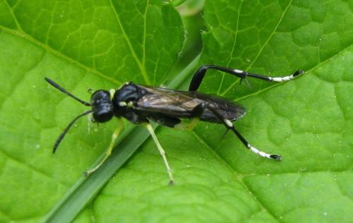 Macrophya montana