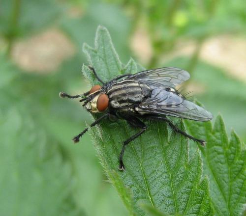 Sarcophaga sp.