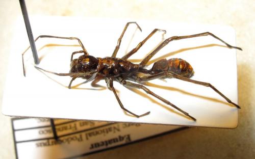 Sphecotypus niger