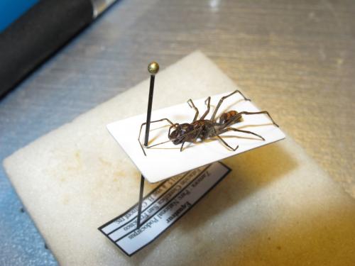 Réf. 152 019 : Sphecotypus niger