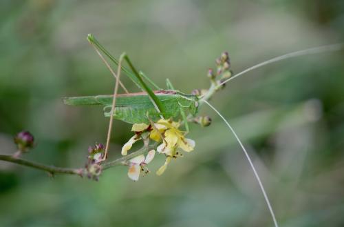 Tylopsis lilifolia