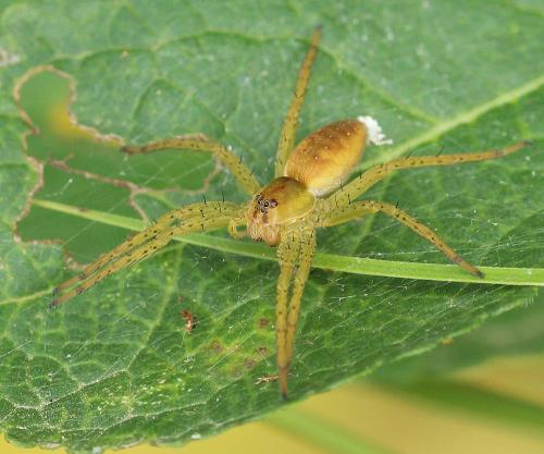 Dolomedes sp.