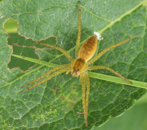 Dolomedes sp.