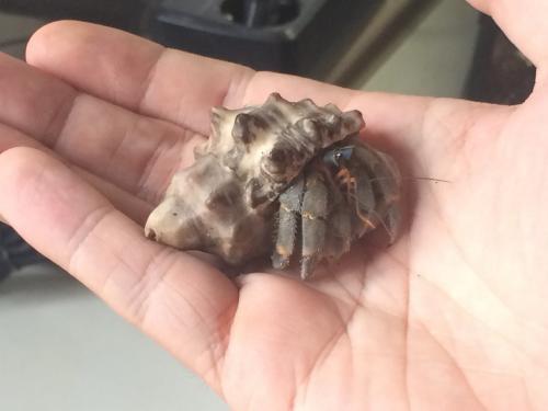 Coenobita rugosus