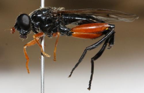 Chalcosyrphus valgus