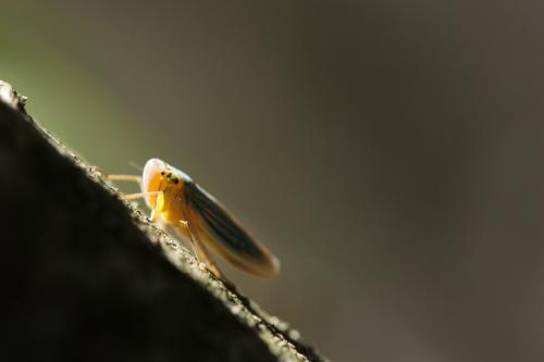 Cicadella viridis