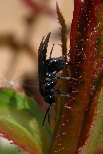 Blennocampinae