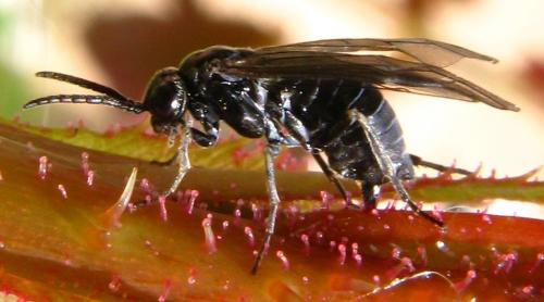 Blennocampinae