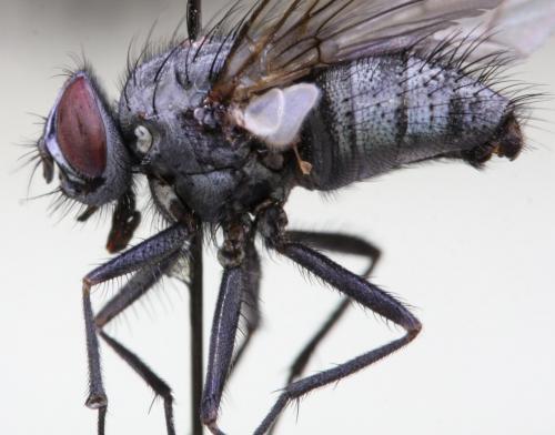 Réf. 152 668 : Phaonia pura