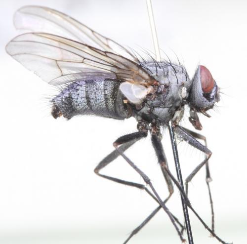 Réf. 152 667 : Phaonia pura