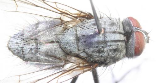 Phaonia pura