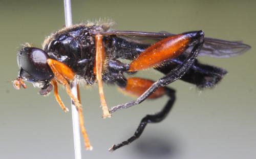 Chalcosyrphus valgus