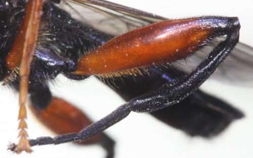 Chalcosyrphus valgus