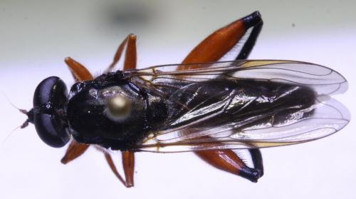 Chalcosyrphus valgus