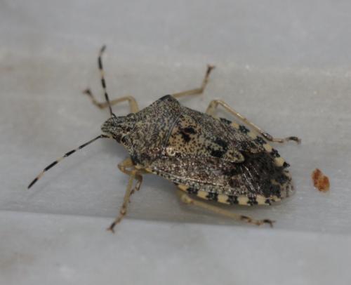 Rhaphigaster nebulosa