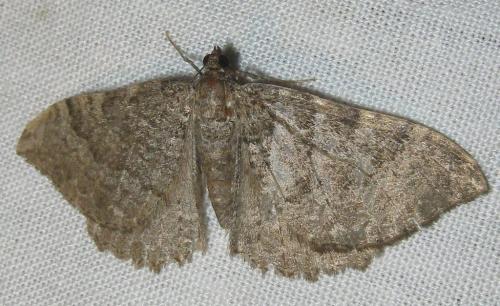 Hydria montivagata