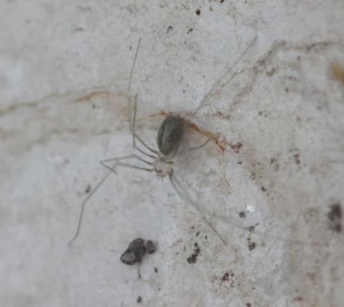 Réf. 152 958 : Pholcus opilionoides