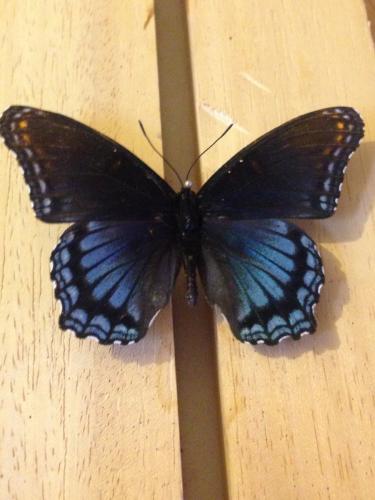 Réf. 152 185 : Limenitis arthemis