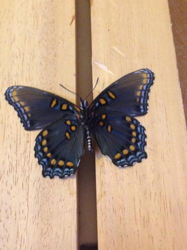 Réf. 152 186 : Limenitis arthemis
