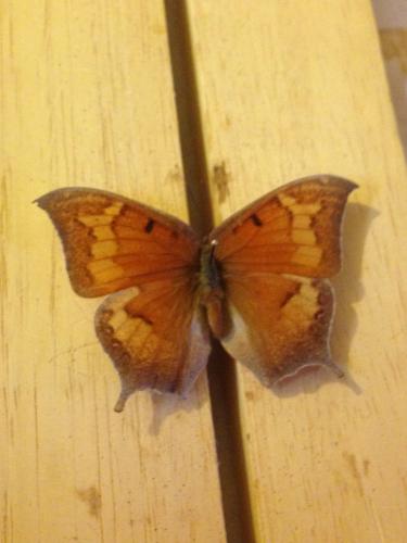 Anaea andria