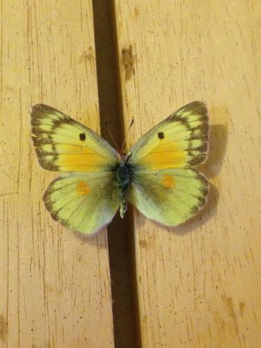 Colias eurytheme
