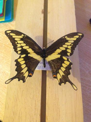 Papilio cresphontes