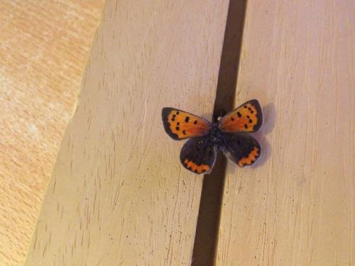 Lycaena phlaeas