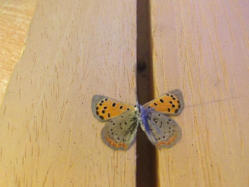 Lycaena phlaeas