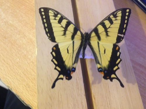 Réf. 152 840 : Papilio canadensis