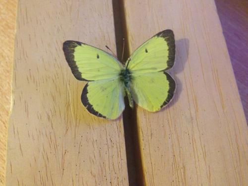 Réf. 152 771 : Colias philodice