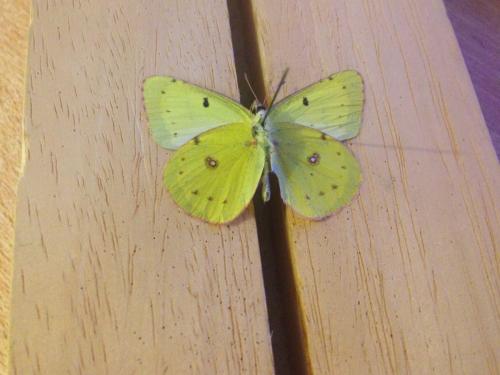Colias philodice