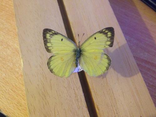 Colias philodice