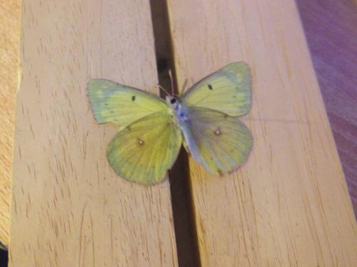 Réf. 152 774 : Colias philodice
