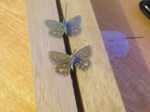 Polyommatus icarus