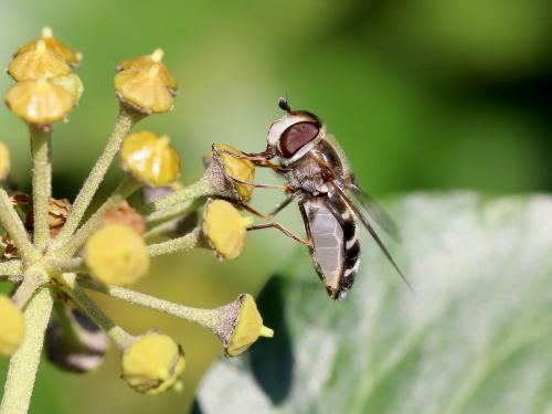 Réf. 152 318 : Scaeva pyrastri
