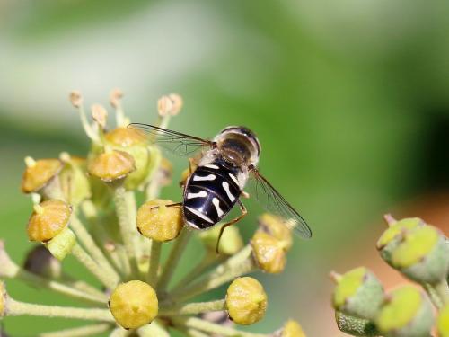Réf. 152 319 : Scaeva pyrastri