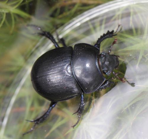 Anoplotrupes stercorosus