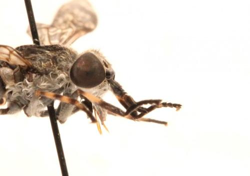 Réf. 152 258 : Haematopota pluvialis