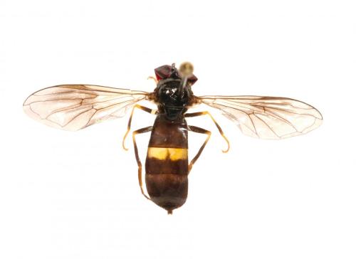 Réf. 152 261 : Pyrophaena rosarum